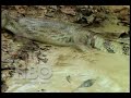 electric eel vs. crocodile