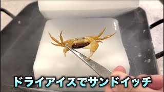 ドライアイスで元気なサワガニをプレスすると。。。#shorts