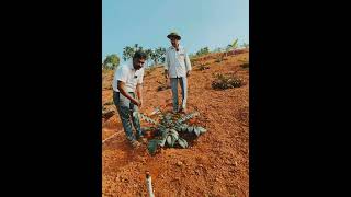 ಕಾಳುಮೆಣಸು ಬೆಳೆಯಲು \