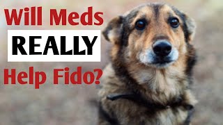 Dog Anxiety Medication: Considering Whether to Put Fido on Behavior Meds