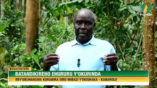 Agacencwire: Kabarole batandikireho ehururu y'okurinda eby'obuhangwa kurabira omumibazi y'ekishaka