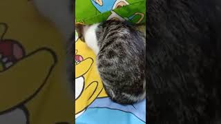 Cat sleeping with Finn and Jake of Adventure Time