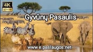 Gyvūnų pasaulis 4K – vaizdingas laukinės gamtos filmas su muzika/ World of Animals  Scenic Wildlife