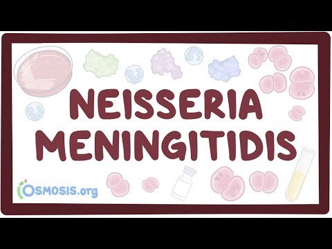 What infections does Neisseria meningitidis cause?