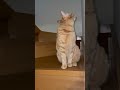 心霊？？？ オーブなのか。 キョロキョロしてると色んな所に動いてるオーブ？？ ねこのいる生活 ねこ動画 猫 マンチカン 心霊