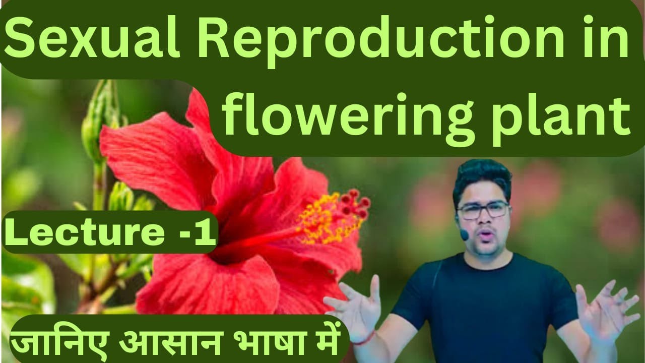 Sexual Reproduction In Flowering Plant Class 12th Complete NCERT ...