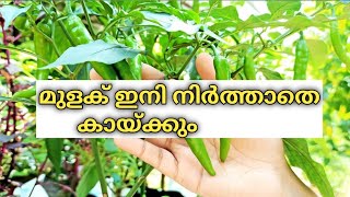 മുളക് കൃഷി ഇനി പരാജയമാവില്ല /green chilli faming/pachamulaku krishi