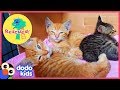 Little Orange Kittens Ask A Nice Man To Rescue Them | Animal Videos For Kids | Dodo Kids