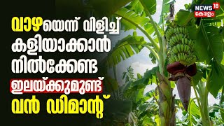 ഓണം വന്നതോടെ വാഴയിലയ്ക്കും ഡിമാൻഡ് ; ഒരു ഇലയ്ക്ക് കർഷകന് കിട്ടുന്നത് വമ്പൻ വില