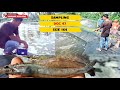 Budidaya Udang Vaname_Sampling DOC 47 SIZE 164 | Vaname Aceh Pro