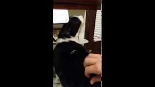 Cat Sweet spot