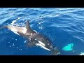 Rare footage captures lone orca killing great white shark