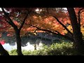 紅葉の新宿御苑２０１４　晩秋