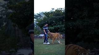 Big Bengal Tiger Walks In Chain | Nouman Hassan