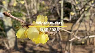 蝋梅 Wintersweets in Japanese parks 2025