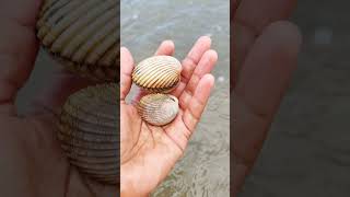 Finding seafood- Scallops sea giant oyster #chantreastvnine #shortvideo