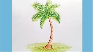 How to draw Coconut tree step by step
