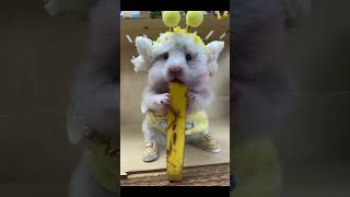 Adorable Hamster eating banana可爱鼠鼠吃香蕉🍌#hamsters #cute #pets #animals #funny#eating#eat#shorts