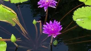 Nymphaeaceae  Tropical Day Flower Water Lilies