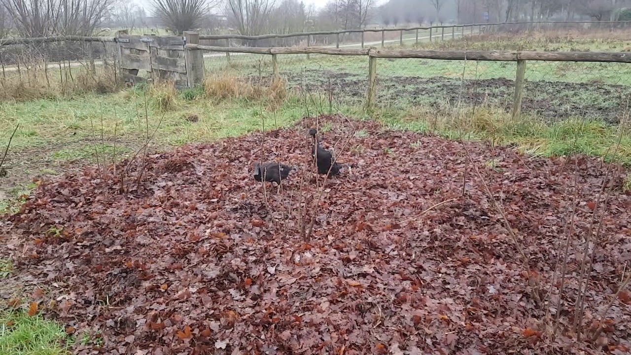 Mulchlaag Als Eendenvoer Youtube