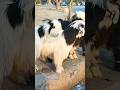 Funny Goats II Very Funny & Unique Goat Sounds II Embek Goat Sounds #shorts #viral #funny goats