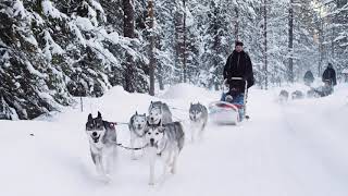 Husky safari in Apukka