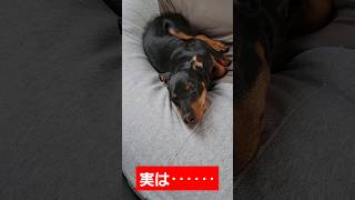 うちのミニピンちゃんの秘密㊙️🤭#ミニチュアピンシャー#ミニピン#仔犬#かわいい犬動画#short#かわちぃ#パピー期