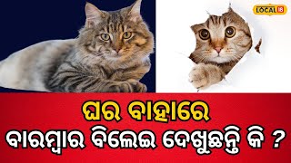 Cat Astrology ଘର ବାହାରେ ବାରମ୍ବାର ବିଲେଇ ଦେଖୁଛନ୍ତି କି ?  Vastu Tips | #local18