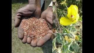 Medicinal Rice P5E Formulations for Muraltia Excess: Pankaj Oudhia's Medicinal Plant Database