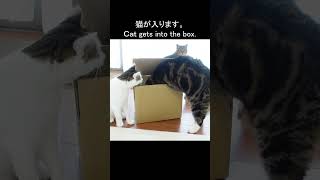 散らかったねこを収納する方法。 #Shorts