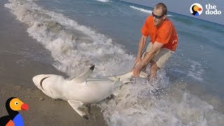 Top 5 Animal Rescues at Sea | The Dodo