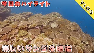 【石垣島ダイビングVlog】🐠サンゴの綺麗🪸な石西礁湖を堪能‼️