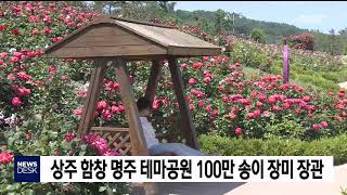 상주 함창 명주 테마공원 100만 송이 장미 장관 / 안동MBC