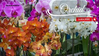 Orchid Magic: Exploring the Enchanting World of Nature's Exquisite Blooms 🌸✨