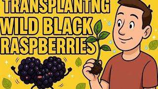 How to Identify & Transplant Wild Black Raspberries (Plus Foraging Finds!)