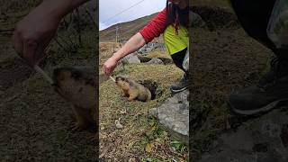 Feeding and Petting a Chubby Himalayan Marmot #animals #marmot #cutemarmots #marmota #cuteanimals