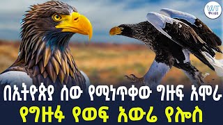 በኢትዮጵያ ሰው የሚበላው ግዙፍ አሞራ በተራራዎች ላይ  የሰፈረው የሎስ