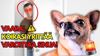 ❌ ÄLÄ KOSKAAN päästä näitä viittä ihmistä kotiisi! 🏠🐕 Jos koirasi tekee näin... 👀