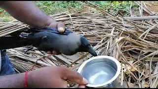 Guest who comes by accident ||అనుకోకుండా వచ్చినా అతిథి || i love birds