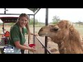 Exploring Exotic Resort Zoo in Johnson City | FOX 7 Austin