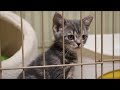 小さな子猫がかわいい ごはんをカリカリ食べて沢山遊び、かわいい鳴き声に癒される～【cute kitten