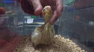 こんぱまる相生店　元気なオカメインコちゃん