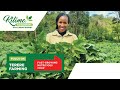 Focus on Terere Farming | Kilimo na Biashara