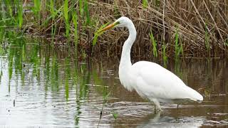 Great White Egret at Canal Scrape, Spurn