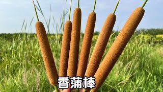 长得像“烤肠”的植物叫蒲棒，它的价值很高，遇见记得摘回家