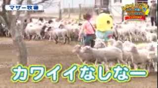 ★ふなっしーがマザー牧場にやってきた！！【ひつじの大行進　篇】