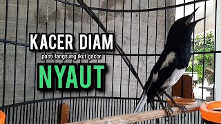 SUARA BURUNG kacer gacor NGEPLONG TARUNG ini paling AMPUH buat PANCINGAN KACER agar EMOSI