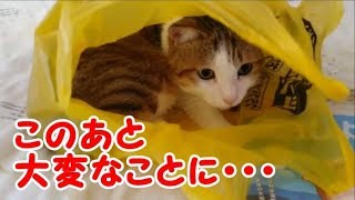 猫 おもしろ 袋で遊んでいた猫 抜けられなくなってパニックに！・・・うちの猫ちゃんたちカワイイTV