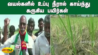 வயல்களில் உப்பு நீரால் காய்ந்து கருகிய பயிர்கள் | Cuddalore | Farm Damage | Farmers | Agriculture