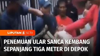 Geger! Warga Depok Temukan Ular Sanca Kembang Sepanjang Tiga Meter | Liputan 6